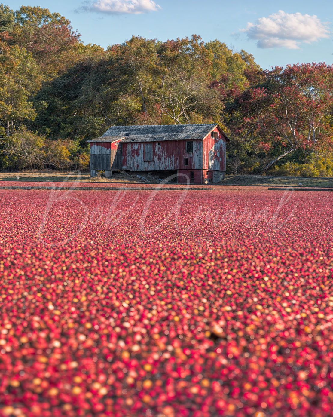 Cranberry Bog on West Yarmouth Road- Yarmouth, Cape Cod
