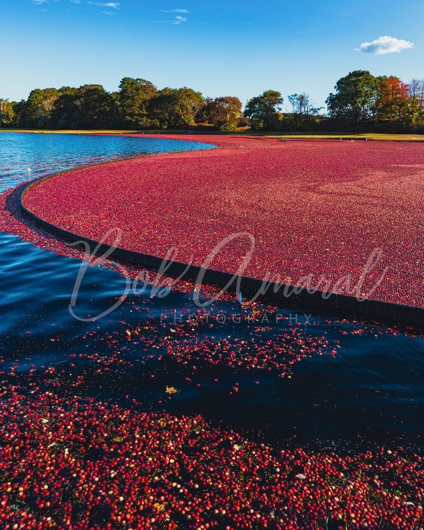Cranberry Bog on West Yarmouth Road- Yarmouth, Cape Cod