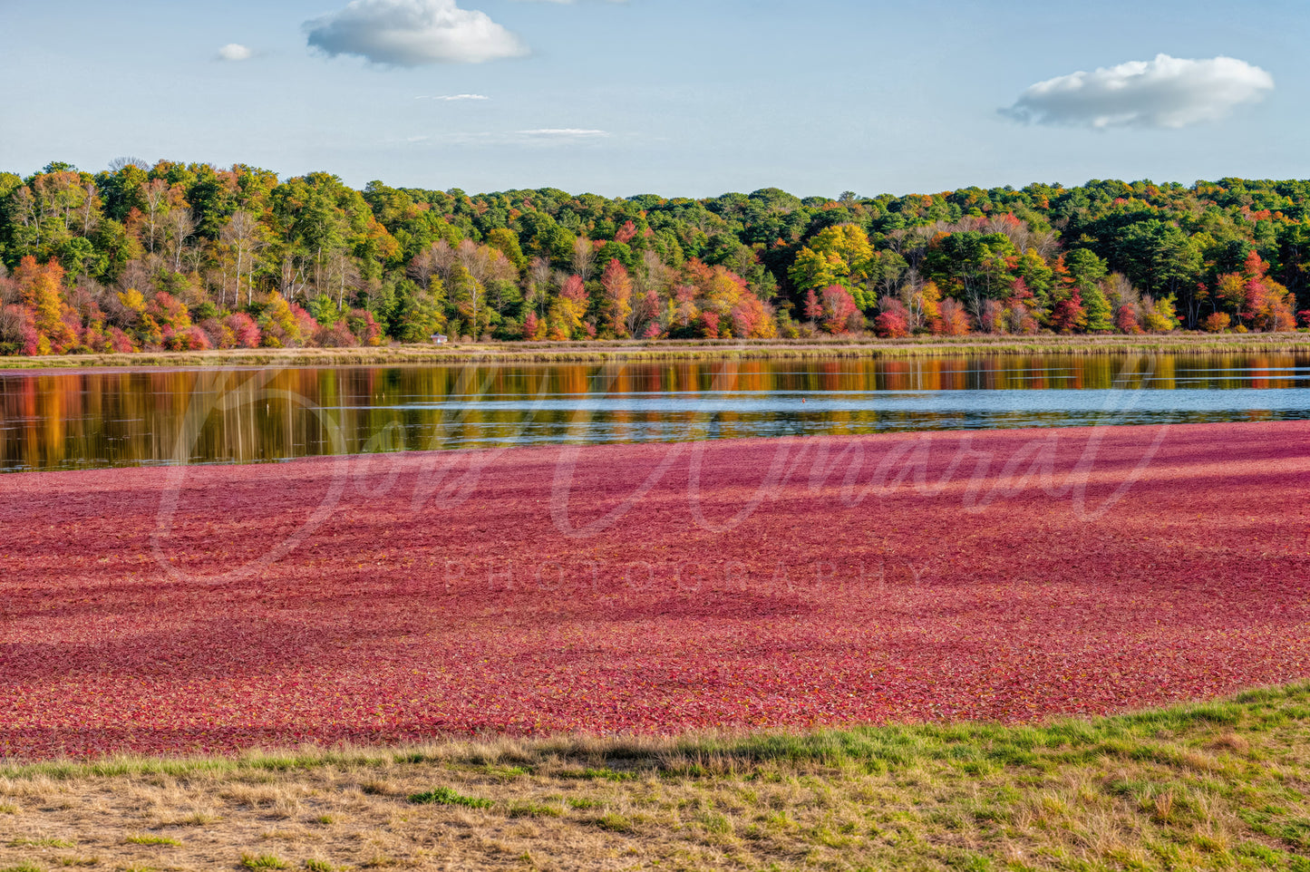 Cranberry Bog - Yarmouth, Cape Cod