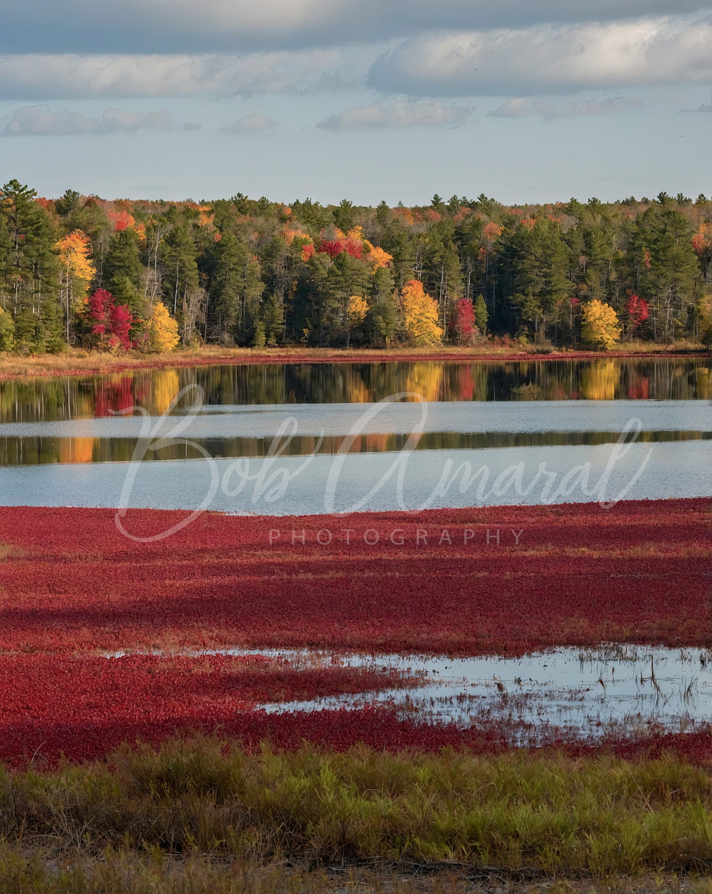 Cranberry Bog - Yarmouth, Cape Cod
