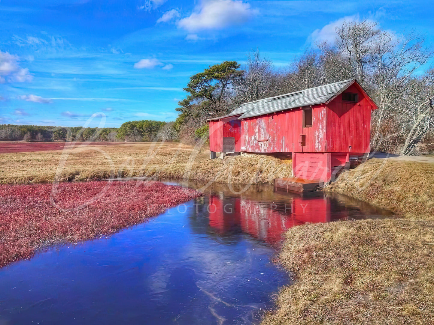 Cranberry Bog on West Yarmouth Road- Yarmouth, Cape Cod