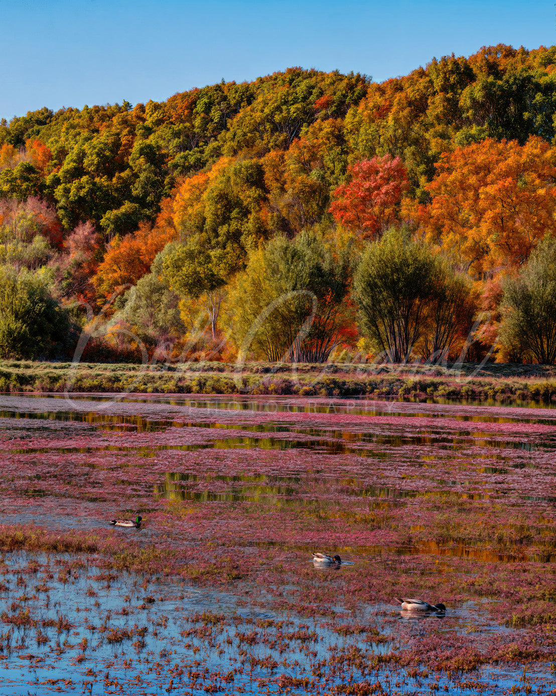 Fresh from the Vine Cranberry Bog - Yarmouth, Cape Cod