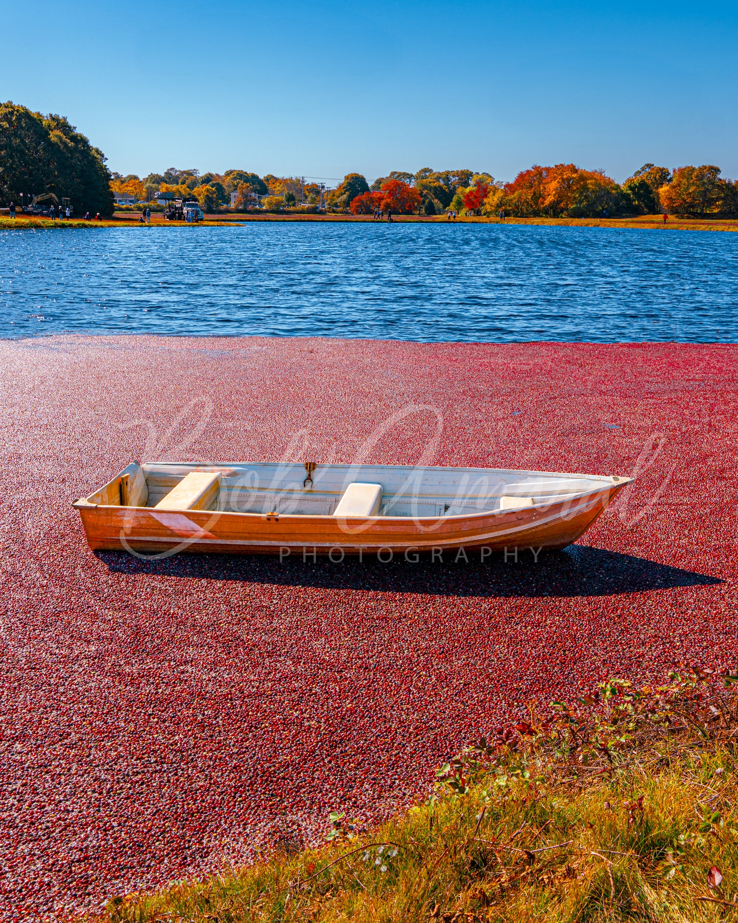 Fresh from the Vine Cranberry Bog - Yarmouth, Cape Cod