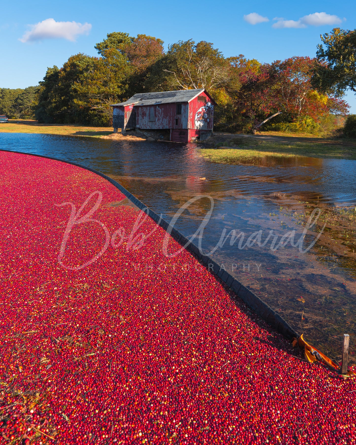 Cranberry Bog on West Yarmouth Road- Yarmouth, Cape Cod