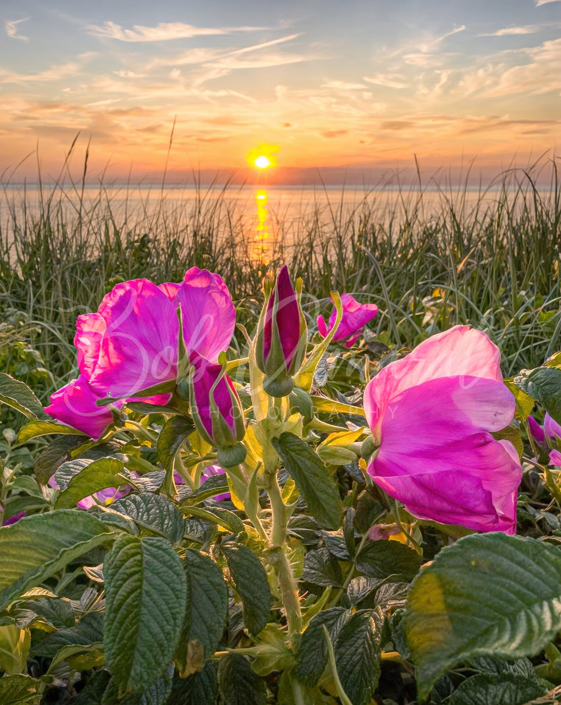 Chapin Beach - Dennis, Cape Cod