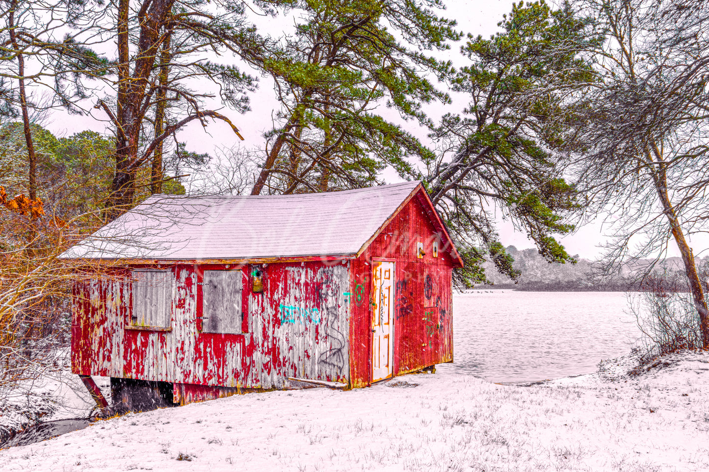 Cranberry Bog- Yarmouth, Cape Cod
