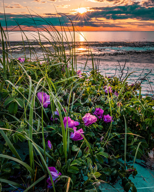 Chapin Beach - Dennis, Cape Cod