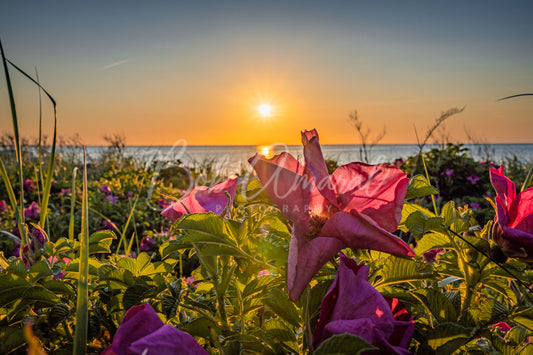 Chapin Beach - Dennis, Cape Cod