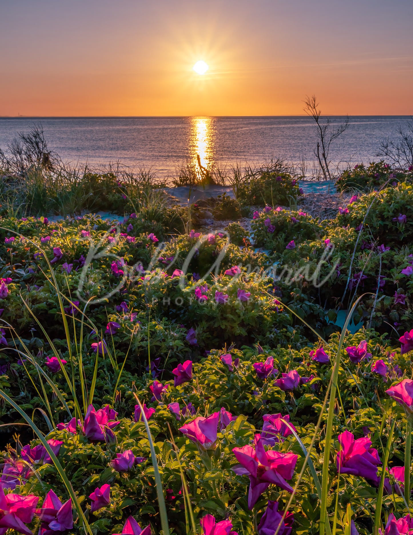 Chapin Beach - Dennis, Cape Cod