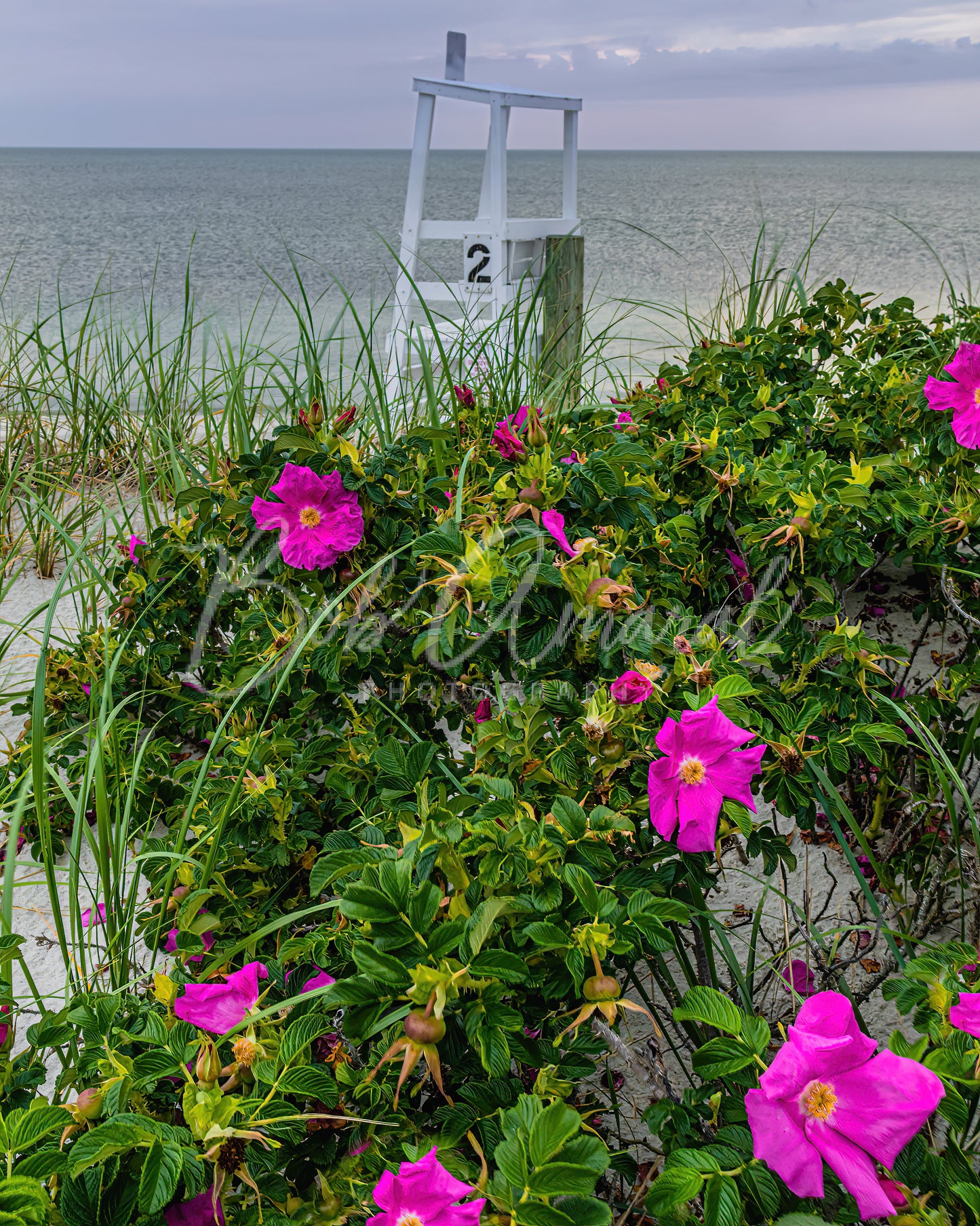 Chapin Beach - Dennis, Cape Cod