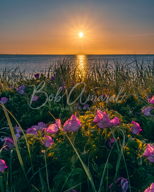 Chapin Beach - Dennis, Cape Cod