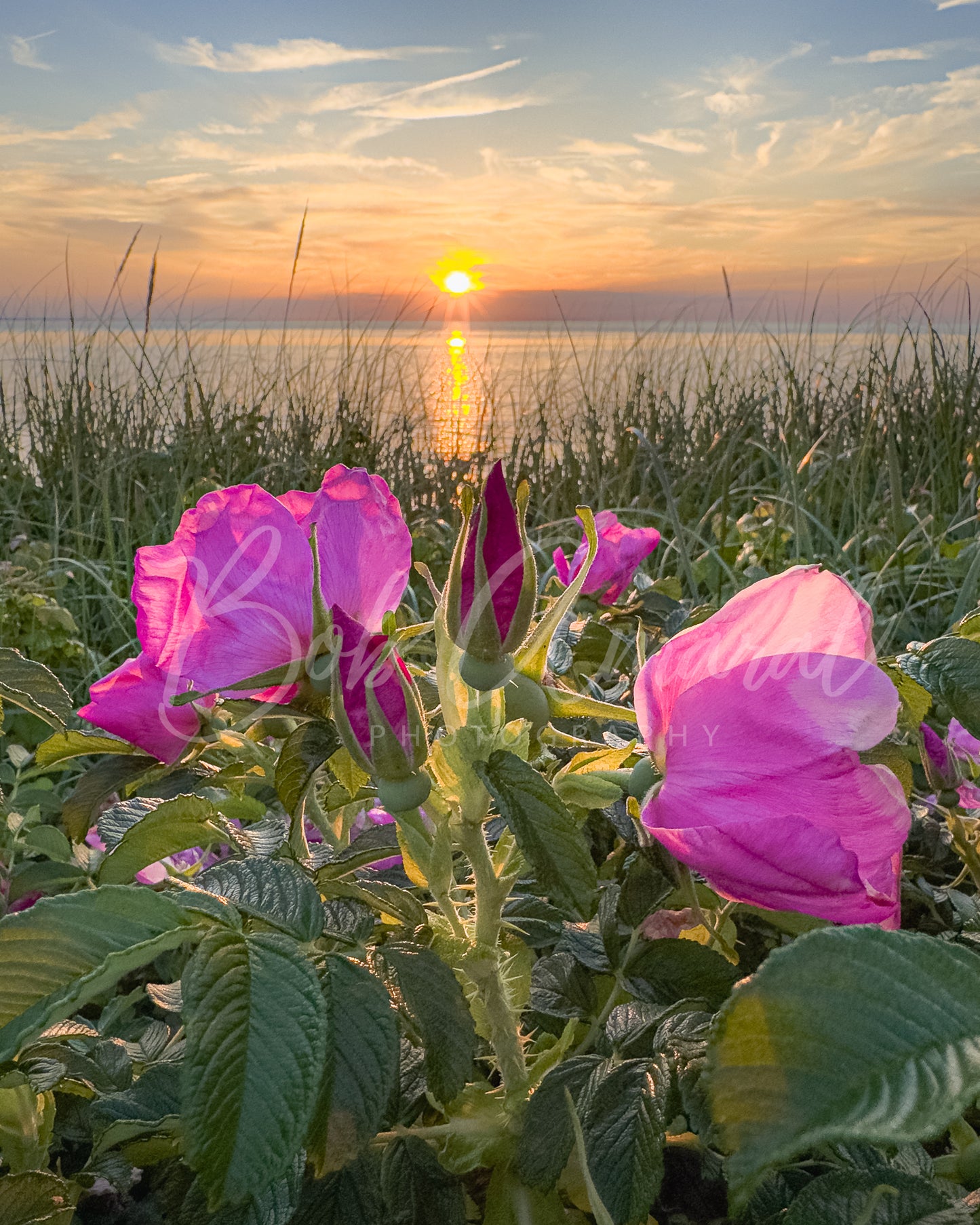 Chapin Beach - Dennis, Cape Cod