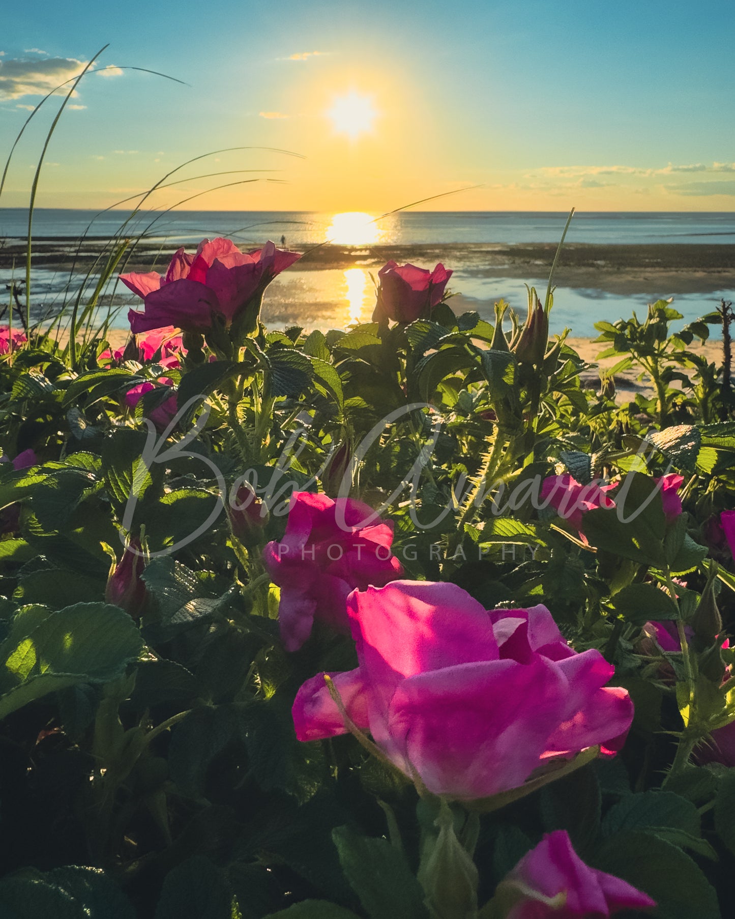 Chapin Beach - Dennis, Cape Cod