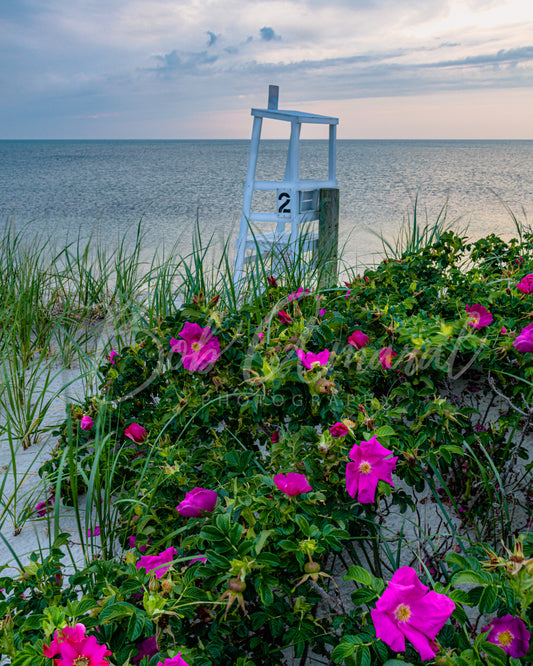 Chapin Beach - Dennis, Cape Cod