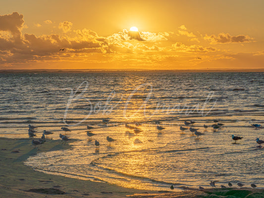 Mayflower Beach - Dennis, Cape Cod