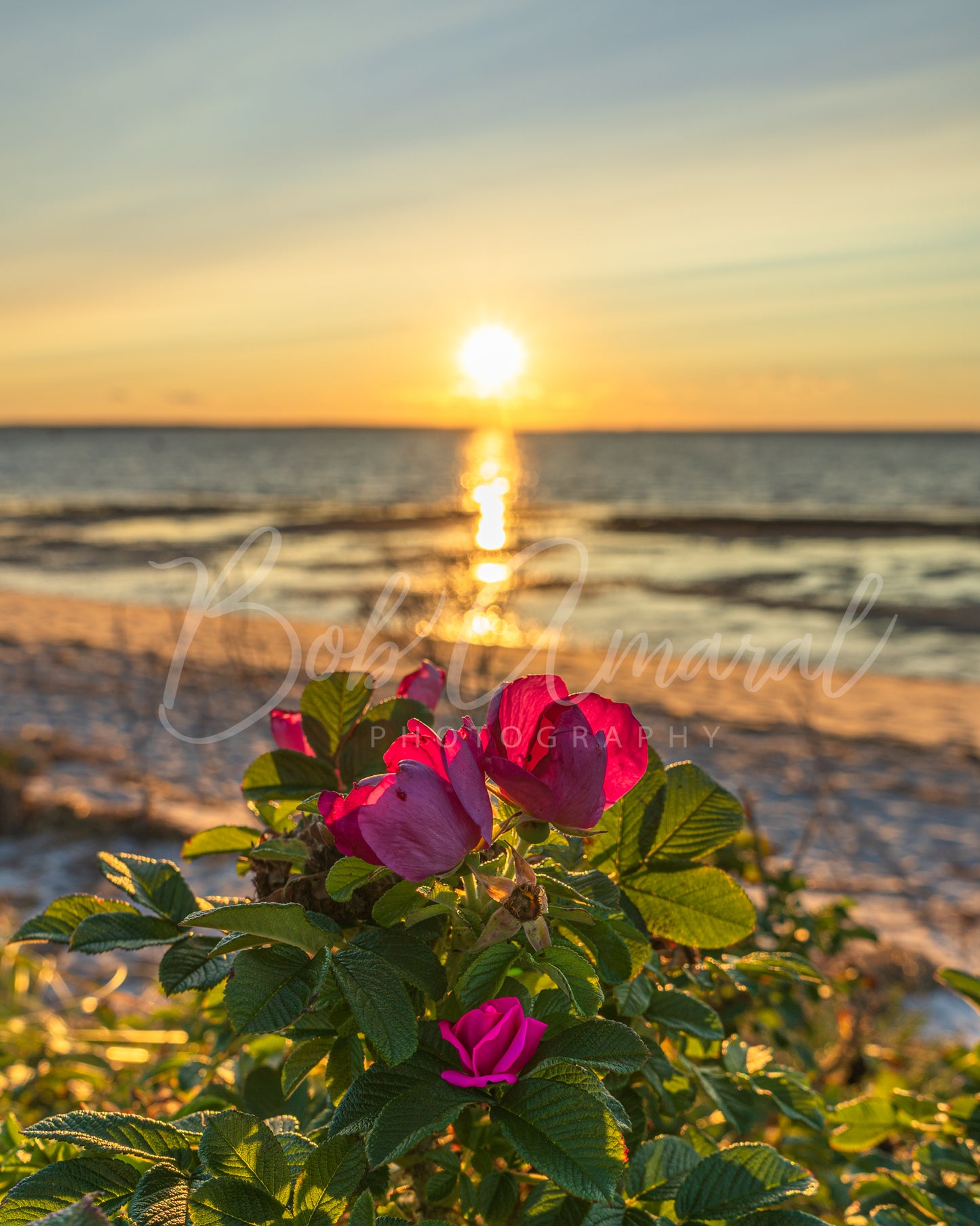 Chapin Beach - Dennis, Cape Cod