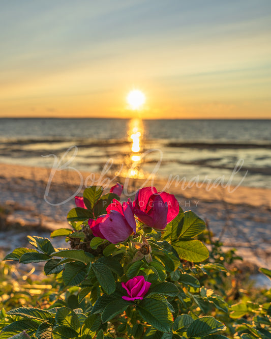 Chapin Beach - Dennis, Cape Cod