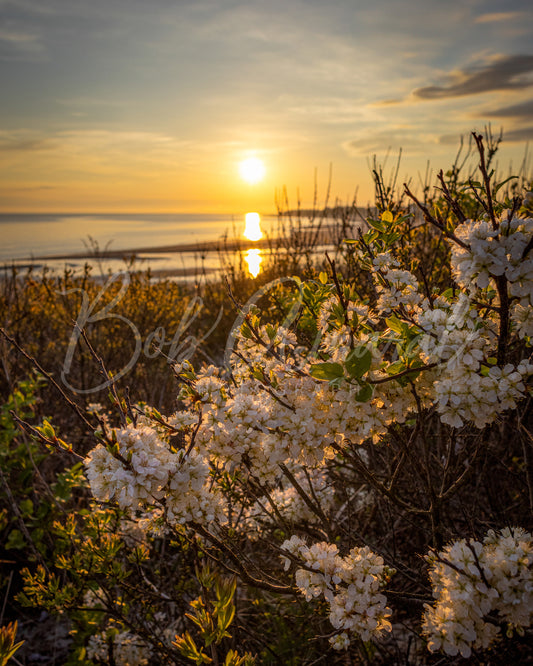 Corporation Beach - Dennis, Cape Cod