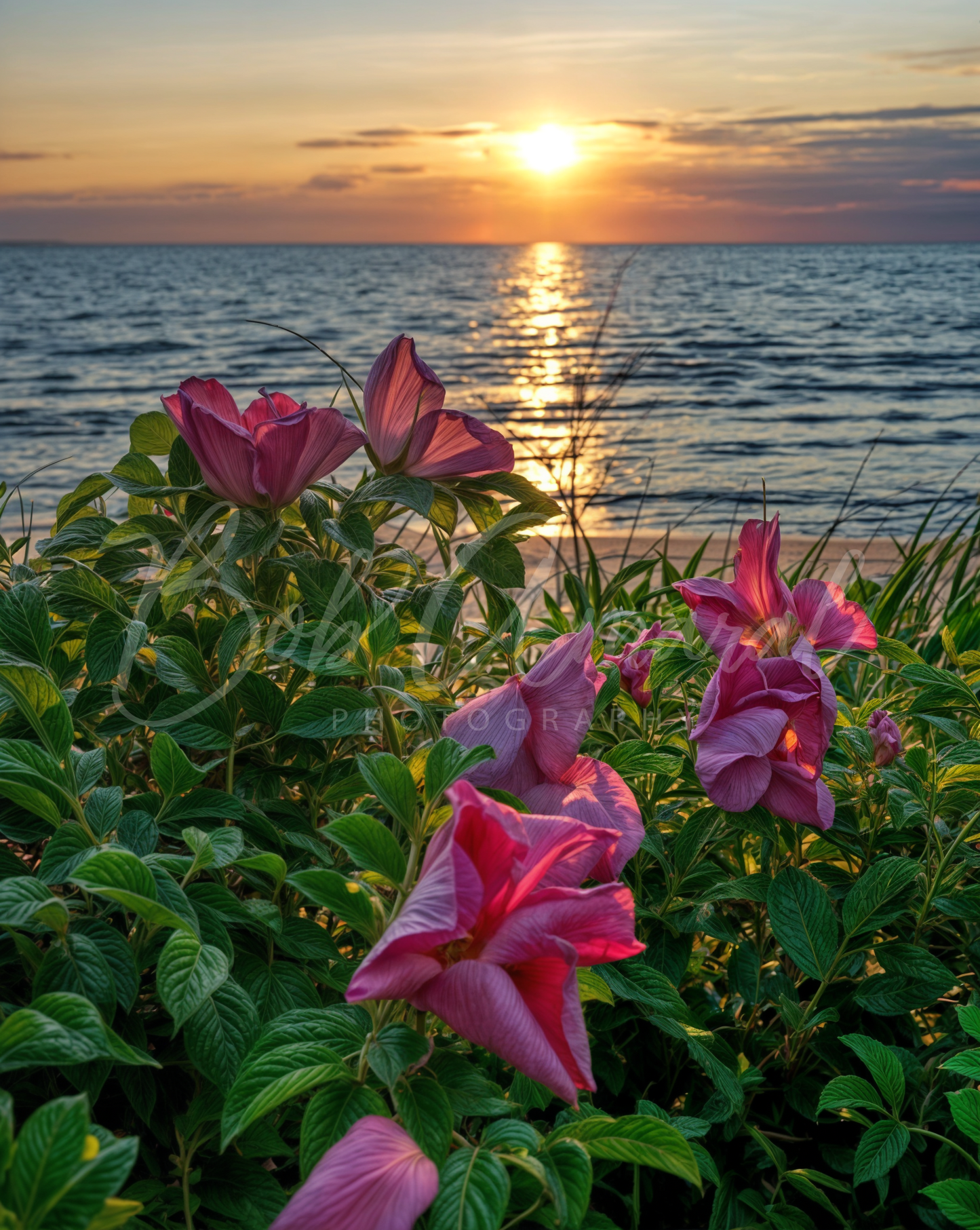 Chapin Beach - Dennis, Cape Cod