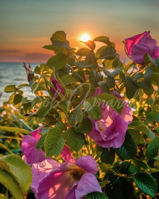 Chapin Beach - Dennis, Cape Cod