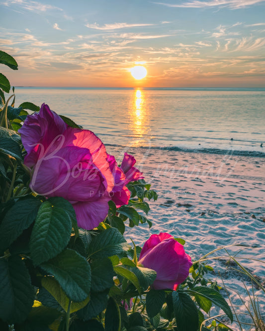 Chapin Beach - Dennis, Cape Cod