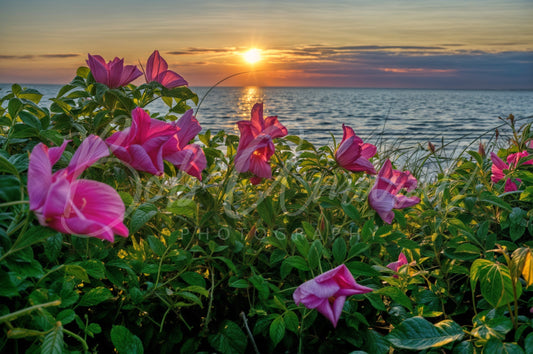 Chapin Beach - Dennis, Cape Cod