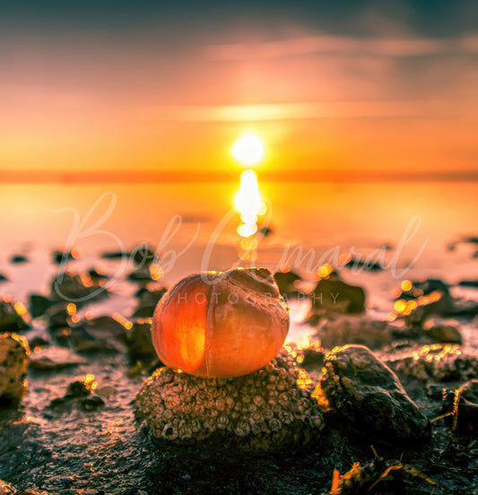 Chapin Beach - Dennis, Cape Cod