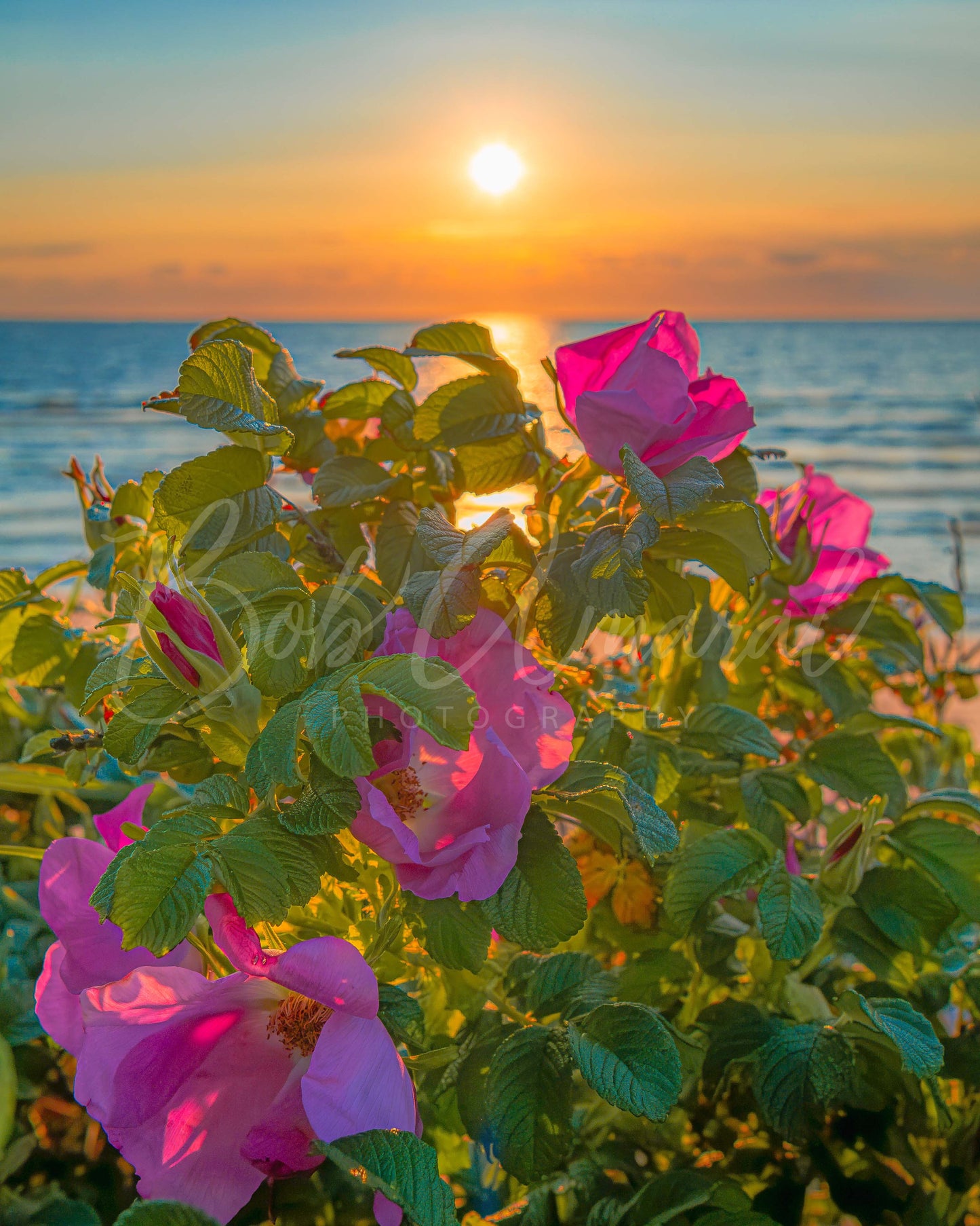 Chapin Beach - Dennis, Cape Cod