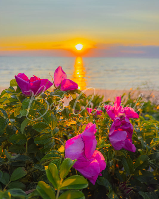 Chapin Beach - Dennis, Cape Cod