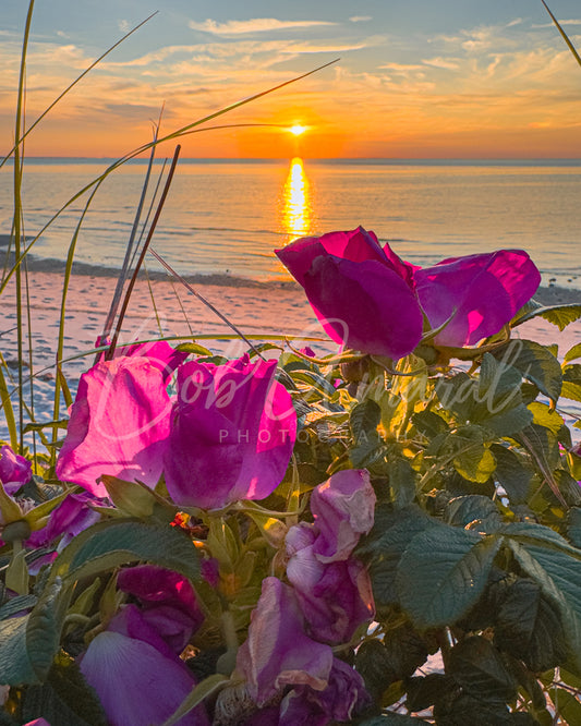 Chapin Beach - Dennis, Cape Cod