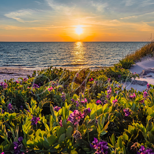 Chapin Beach - Dennis, Cape Cod