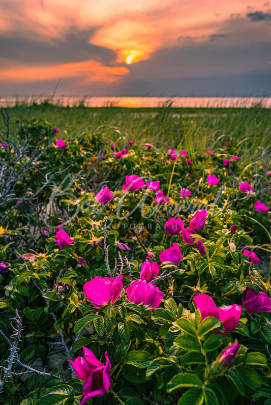 Wing Island - Brewster, Cape Cod