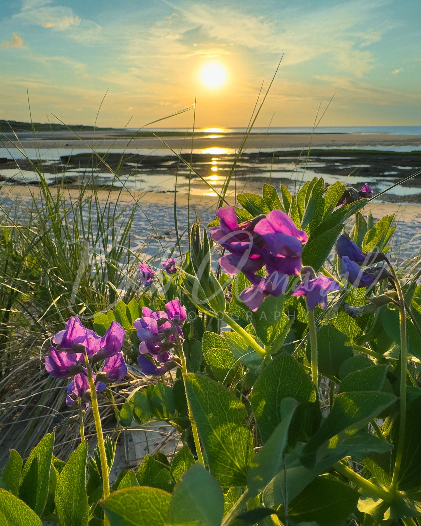 Wing Island - Brewster, Cape Cod