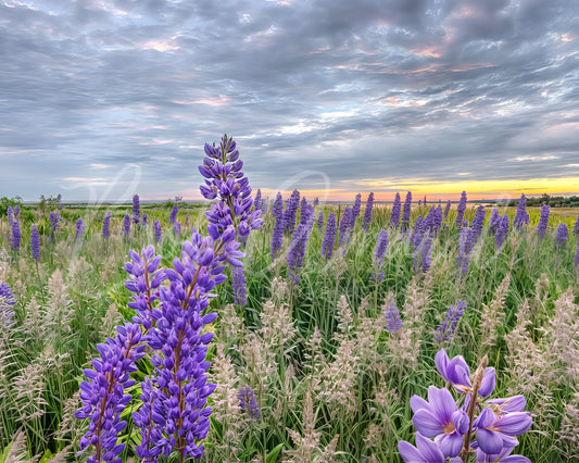 Fort Hill - Eastham, Cape Cod