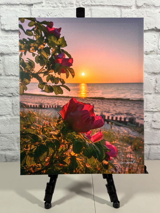 Signature Series - Canvas print of beach roses at Breakwater Beach in Brewster - Cape Cod