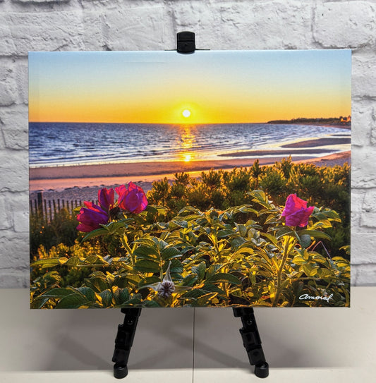 Signature Series - Canvas print of beach roses at Corporation Beach in Dennis - Cape Cod