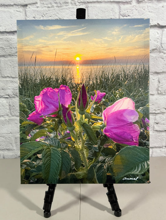 Signature Series - Canvas print of beach roses at Chapin Beach in Dennis - Cape Cod