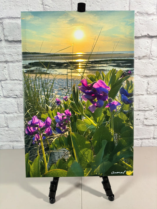 Signature Series - Canvas print  of sea pea flowers at Wing Island in Brewster - Cape Cod