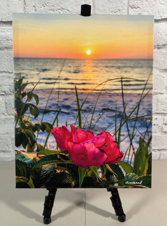 Signature Series - Canvas print of a beach rose at Chapin Beach in Dennis - Cape Cod