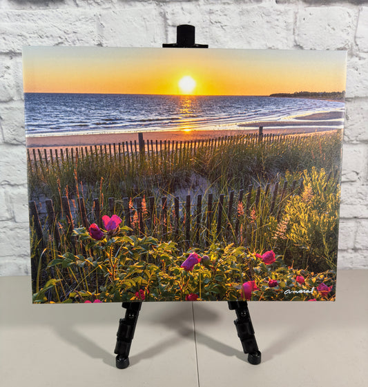 Signature Series - Canvas print of pink beach roses at Corporation Beach in Dennis - Cape Cod