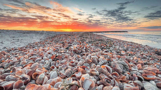 Seagull Beach- Yarmouth, Cape Cod