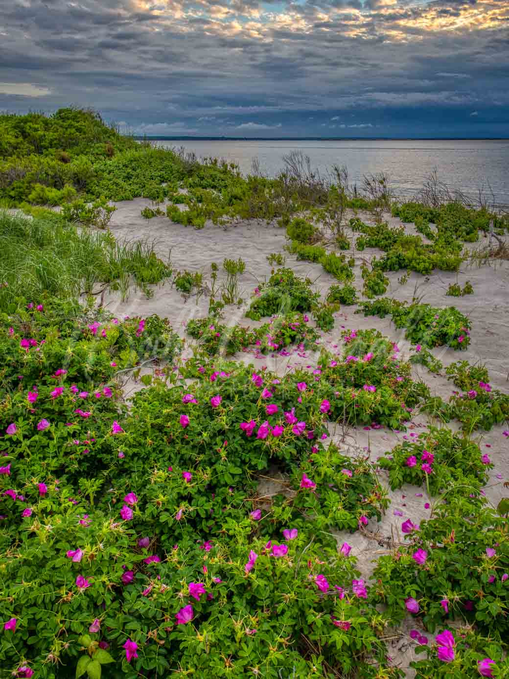 Mayflower Beach - Dennis, Cape Cod