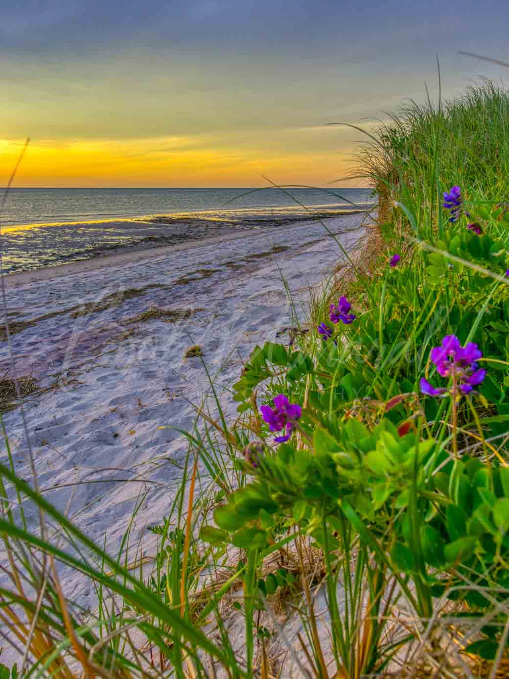 Chapin Beach - Dennis, Cape Cod